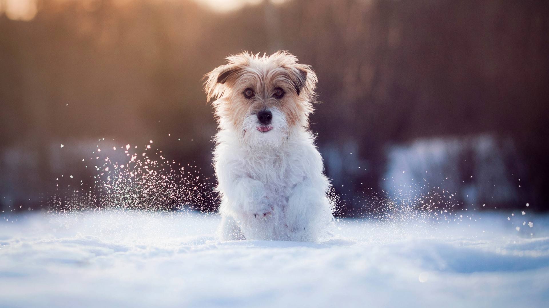 带狗字的成语是什么,关于带狗的成语大全