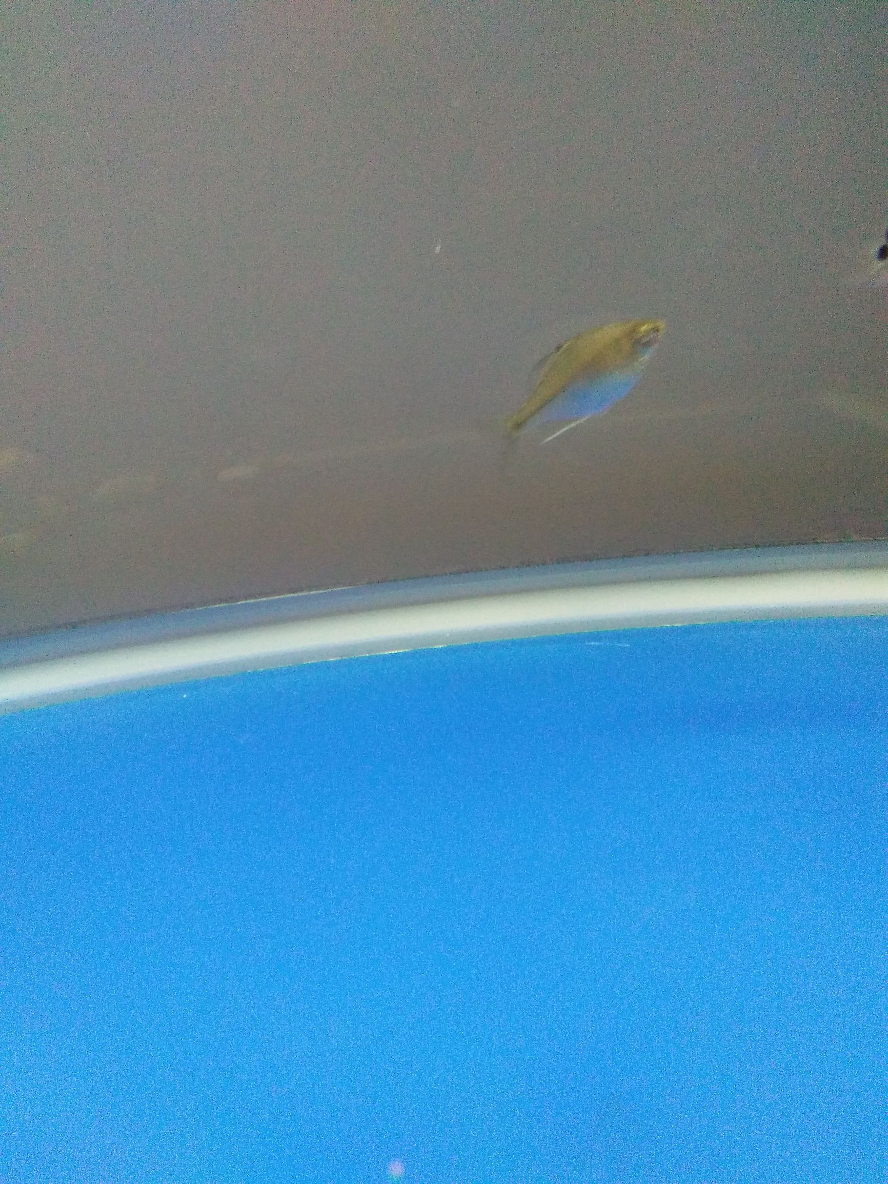 水族市场上的新宠,水族新品种