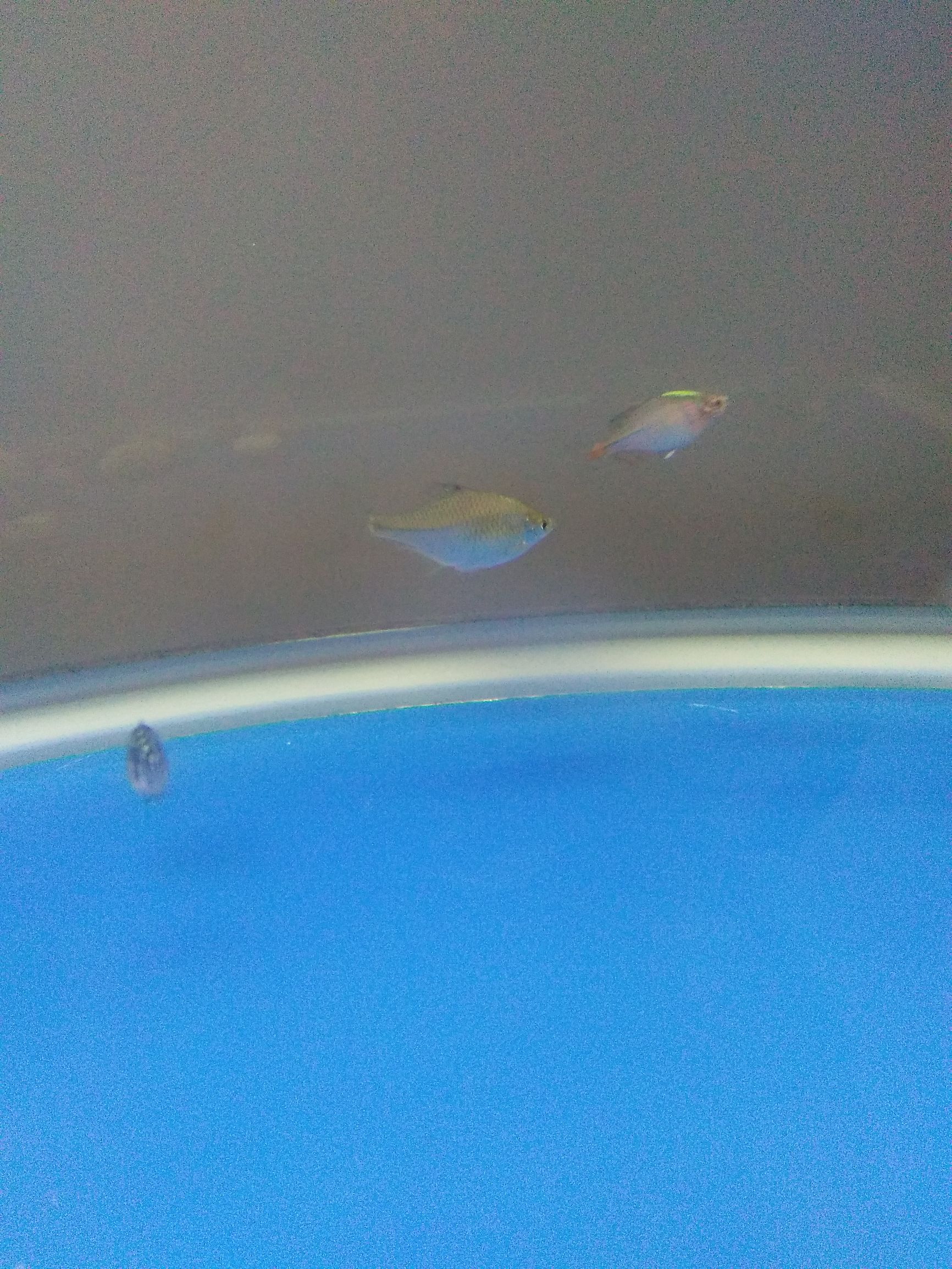 水族市场上的新宠,水族新品种