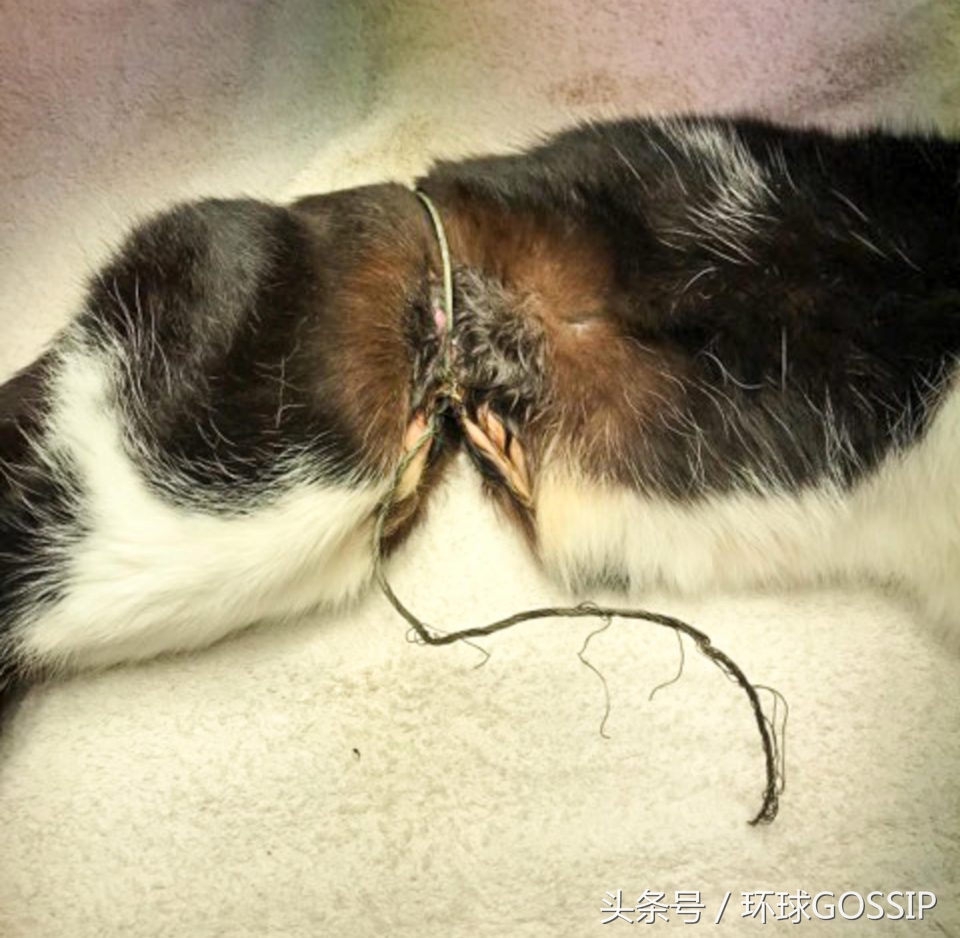 猫咪的手被橡皮筋勒住了3个小时,猫咪被勒住脖子还能救过来吗
