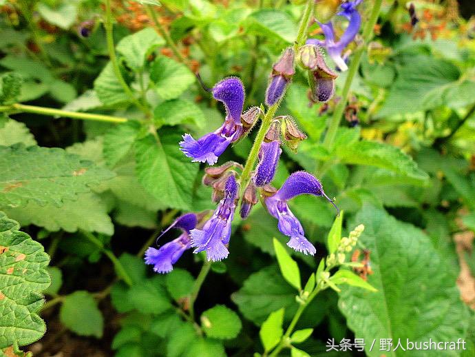 孝子“小蛟龙”一片丹心冒死寻药，终于成就这濒临灭绝的天然中药