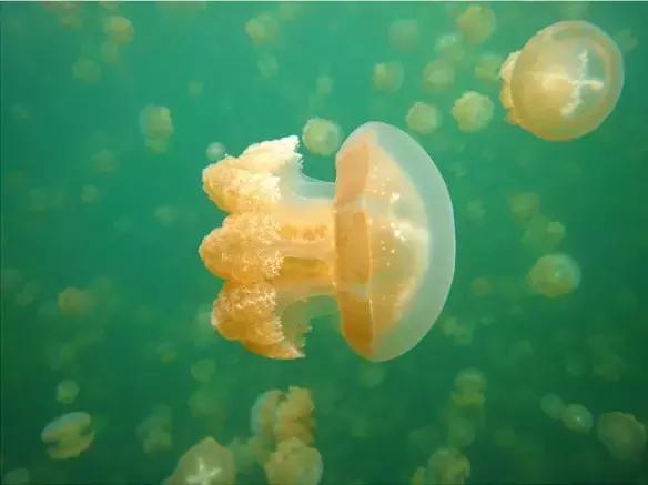 帕劳可以去哪里,帕劳在哪儿