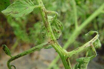 番茄褐斑病用什么药,番茄褐斑病又叫斑疹病