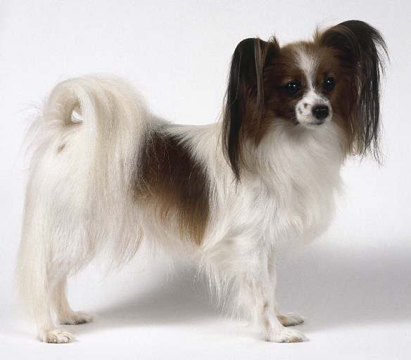 纯种蝴蝶犬和普通蝴蝶犬什么区别,蝴蝶犬的优缺点有哪些表现