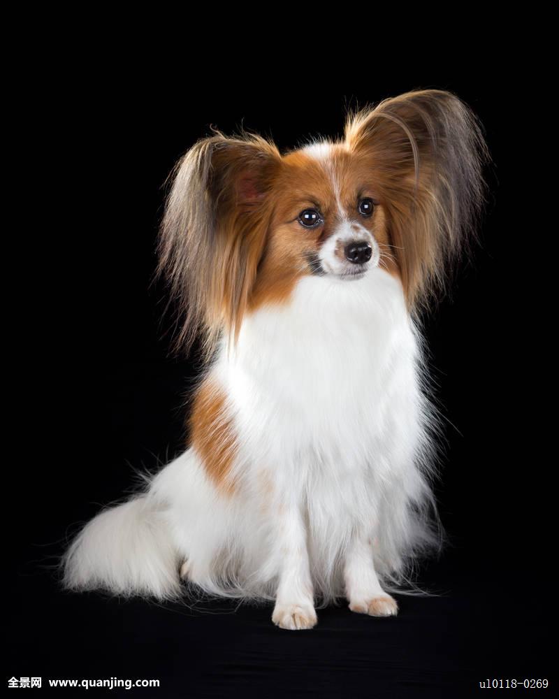 纯种蝴蝶犬和普通蝴蝶犬什么区别,蝴蝶犬的优缺点有哪些表现