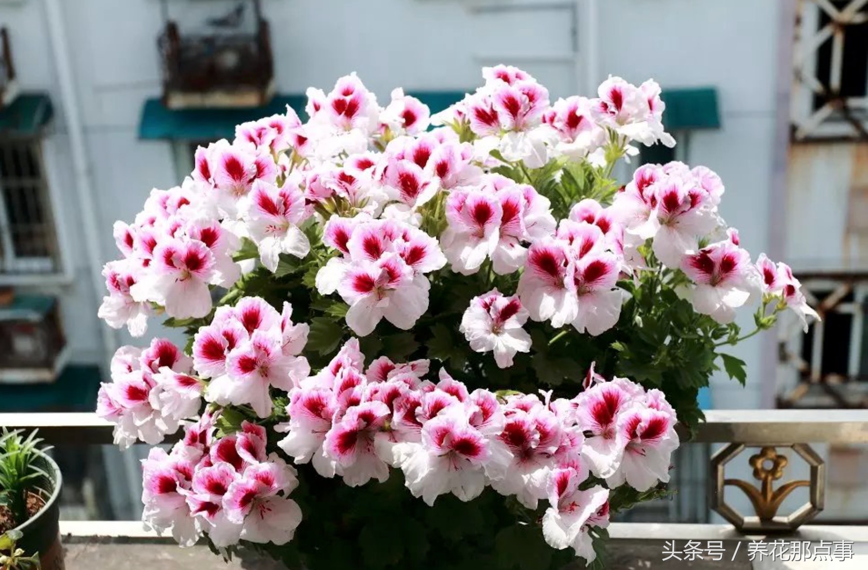 鍏ュ啲闃冲彴鑺辨捣,鍏ュ啲杩樿兘鐪嬪埌鑺辨捣