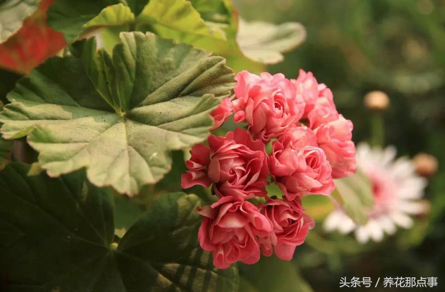 鍏ュ啲闃冲彴鑺辨捣,鍏ュ啲杩樿兘鐪嬪埌鑺辨捣