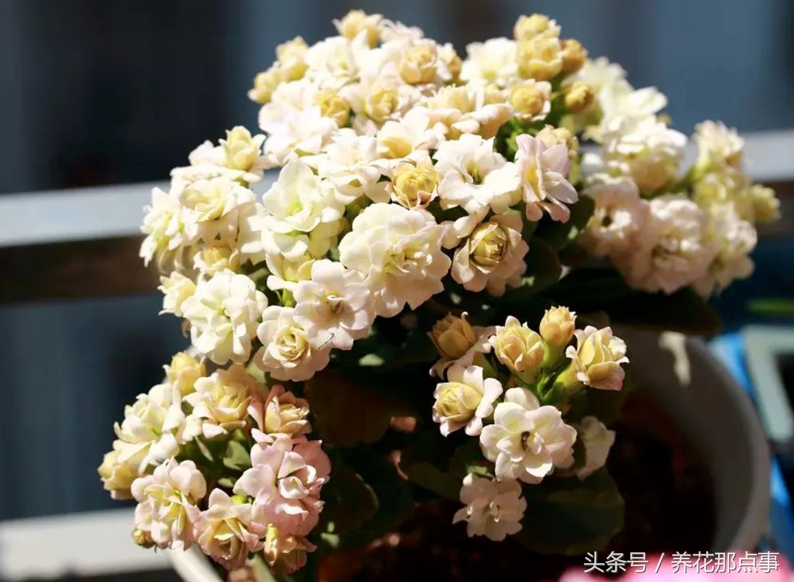 鍏ュ啲闃冲彴鑺辨捣,鍏ュ啲杩樿兘鐪嬪埌鑺辨捣