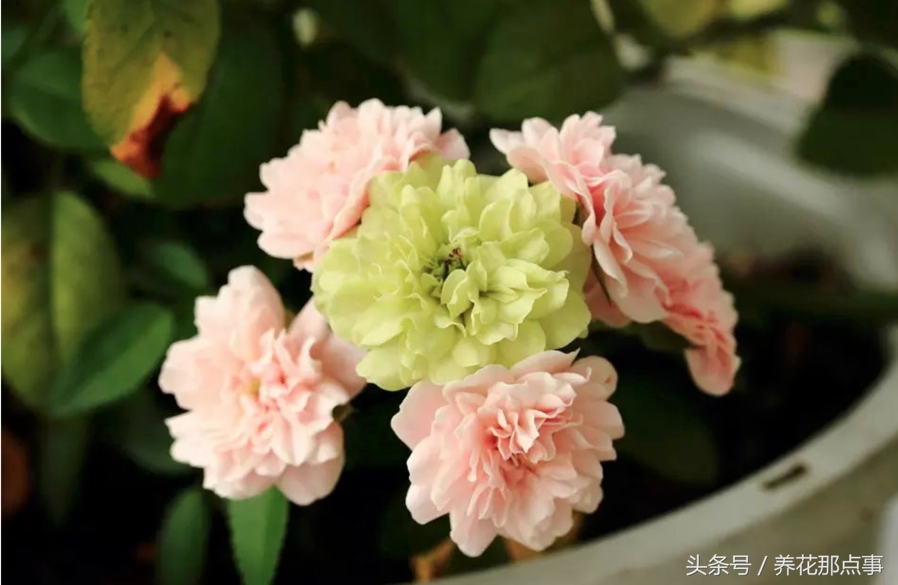 鍏ュ啲闃冲彴鑺辨捣,鍏ュ啲杩樿兘鐪嬪埌鑺辨捣