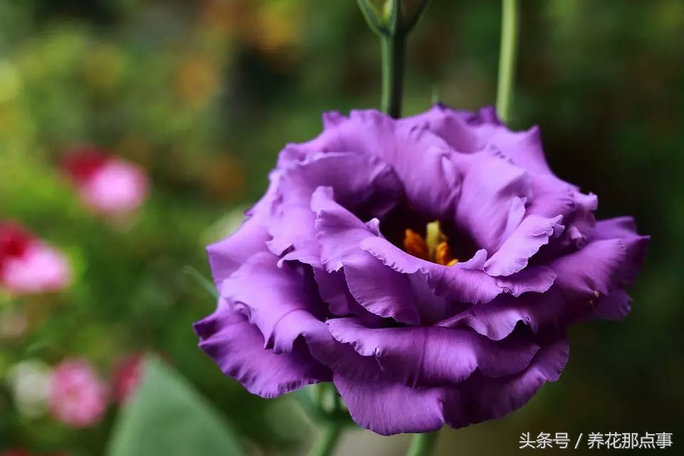 鍏ュ啲闃冲彴鑺辨捣,鍏ュ啲杩樿兘鐪嬪埌鑺辨捣