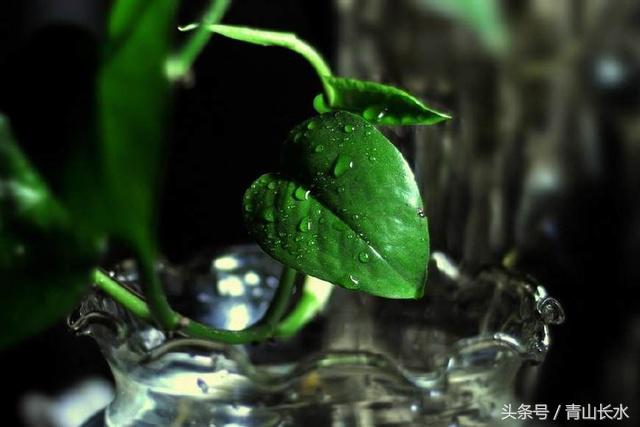 绿萝水培黄叶和烂根什么原因,水培绿萝烂根黄叶家庭小妙招