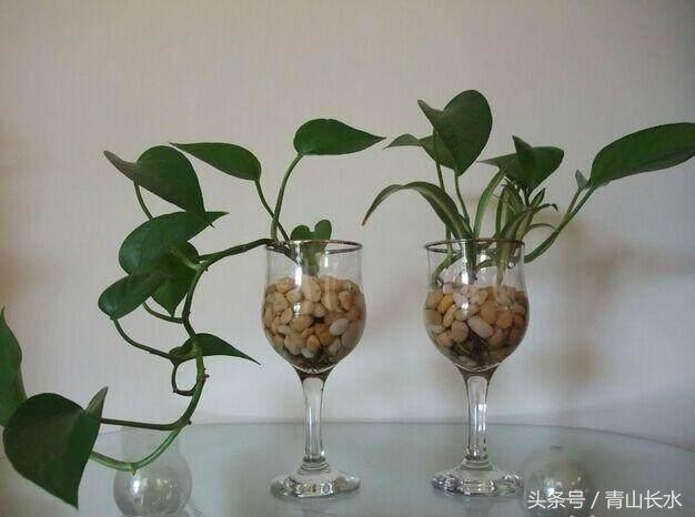 绿萝水培黄叶和烂根什么原因,水培绿萝烂根黄叶家庭小妙招