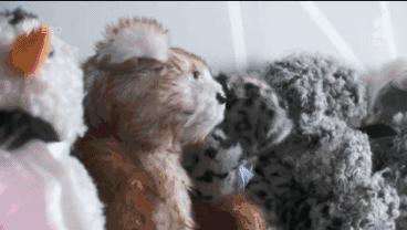 坎贝尔泰迪熊,坎贝尔金丝熊