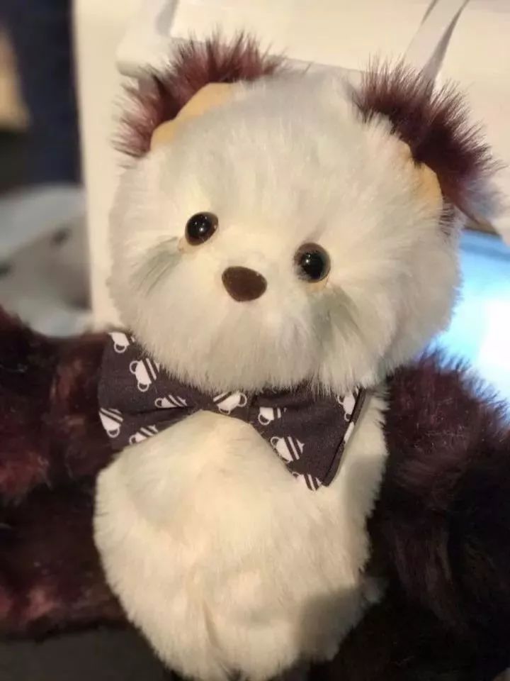 坎贝尔泰迪熊,坎贝尔金丝熊