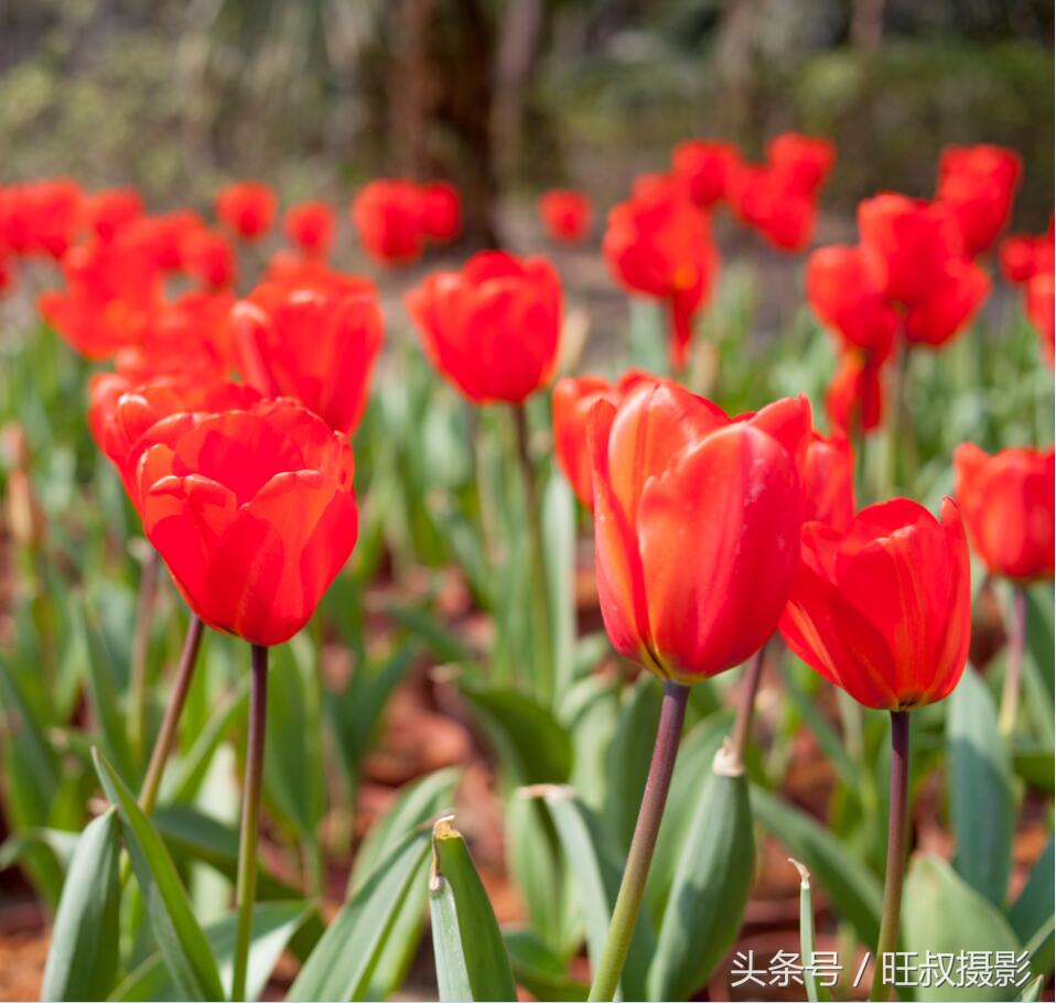 訾洲公园现在还有郁金香花吗,郁金香桂林訾洲公园