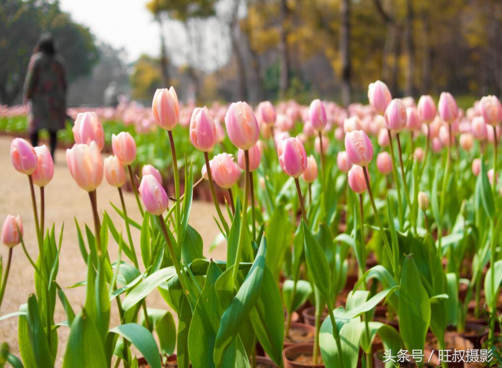 訾洲公园现在还有郁金香花吗,郁金香桂林訾洲公园