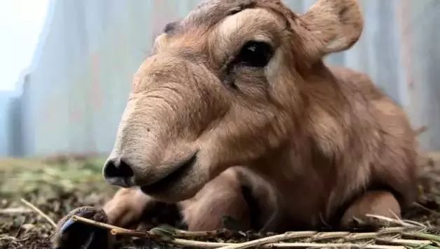 虽然千金难求，但羚羊角的药效可能还比不上布洛芬