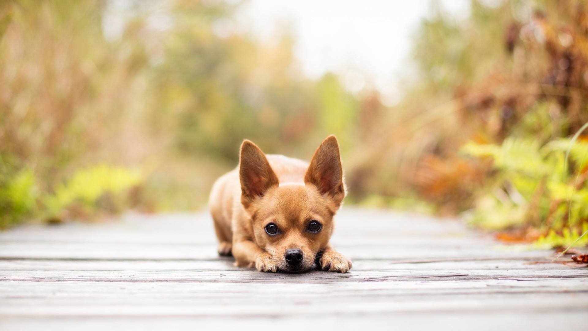 带狗字的成语是什么,关于带狗的成语大全
