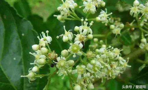 雷公藤治疗肾病一般要吃多久,雷公藤治肾病方法