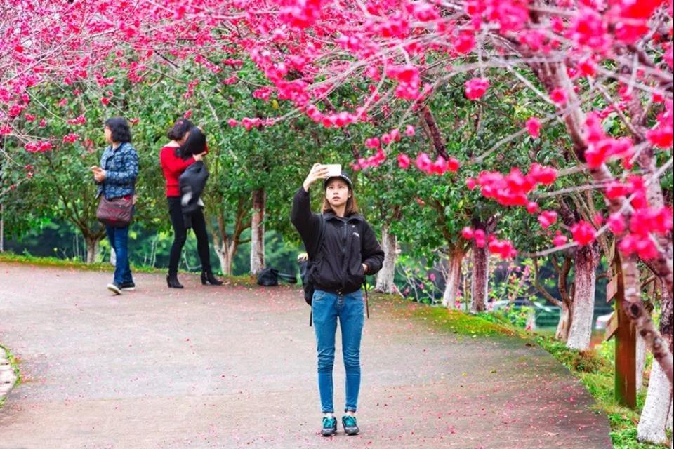 请到广东过大年2017,请到广东过大年采访