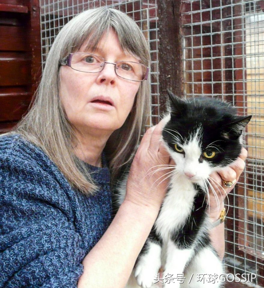 猫咪的手被橡皮筋勒住了3个小时,猫咪被勒住脖子还能救过来吗