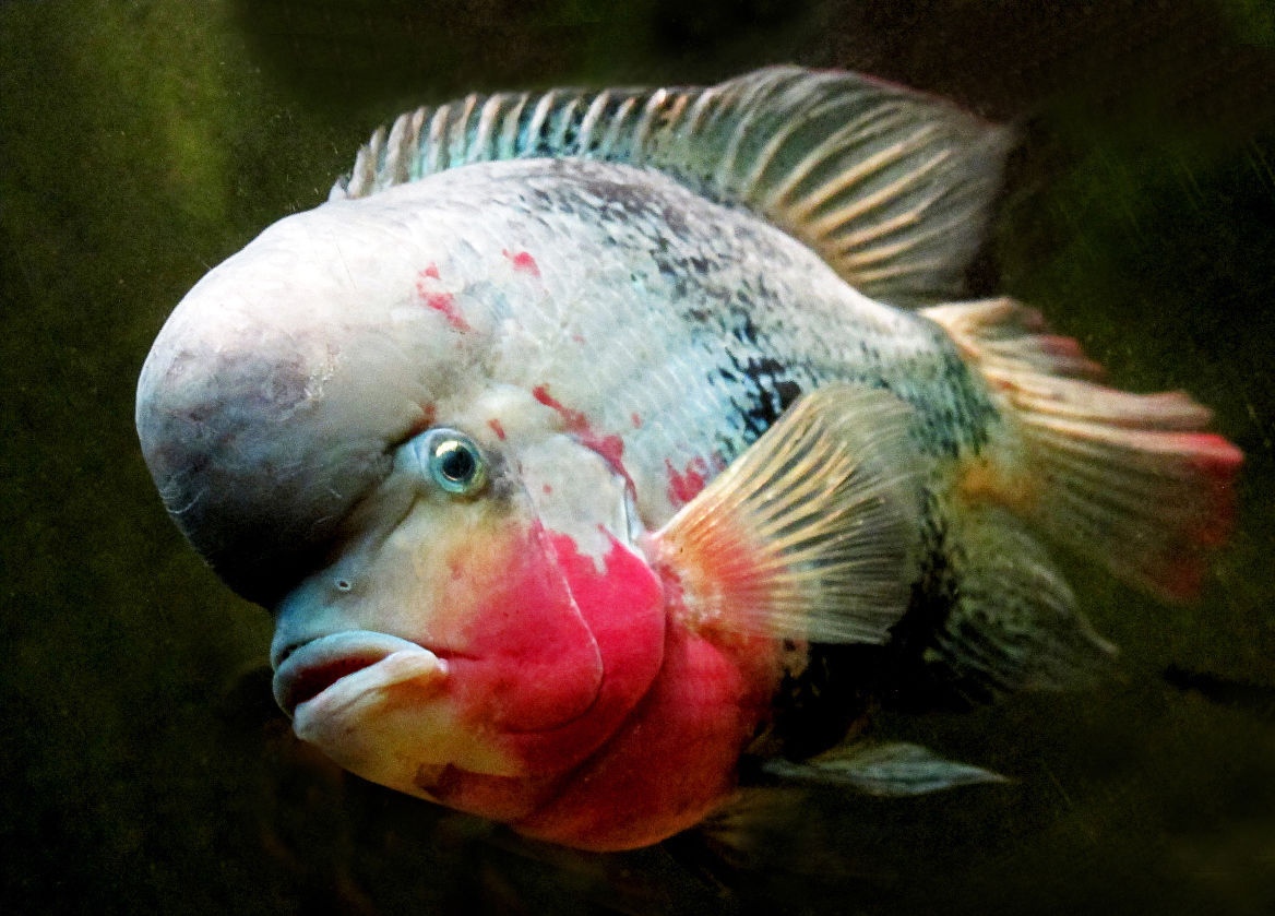 如何养好罗汉鱼的方法,罗汉鱼是小缸养好还是大缸养好