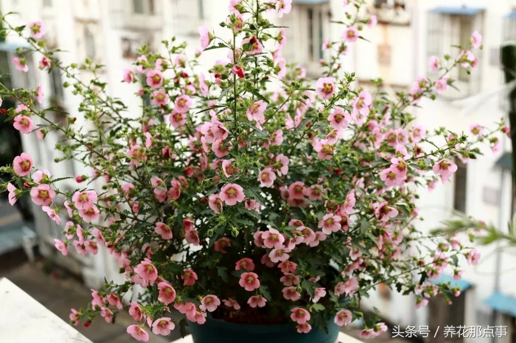 鍏ュ啲闃冲彴鑺辨捣,鍏ュ啲杩樿兘鐪嬪埌鑺辨捣