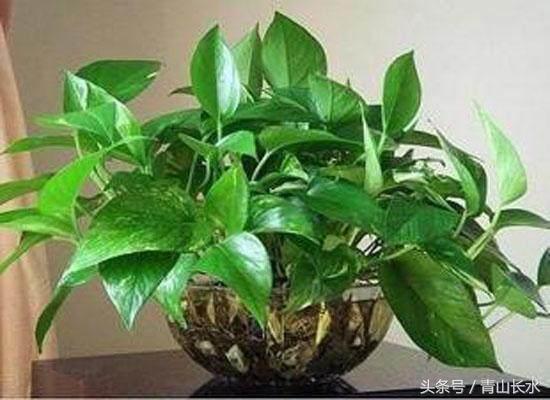 绿萝水培黄叶和烂根什么原因,水培绿萝烂根黄叶家庭小妙招