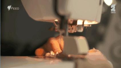 坎贝尔泰迪熊,坎贝尔金丝熊