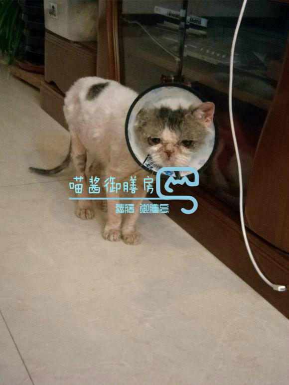 猫皮癣传染人,猫狗癣传染人有什么症状