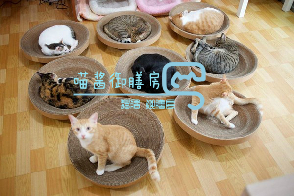 猫皮癣传染人,猫狗癣传染人有什么症状