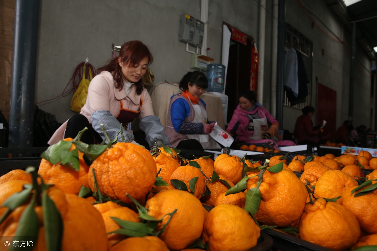 近几年来一种叫丑八怪的水果,5种很丑很奇怪的水果