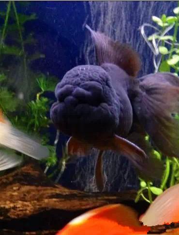 名媛金鱼百科全书~