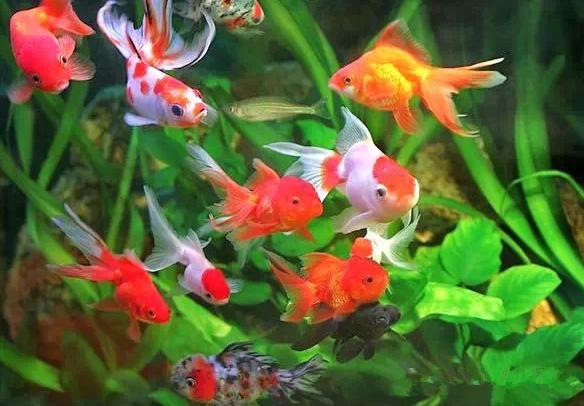 名媛金鱼百科全书~