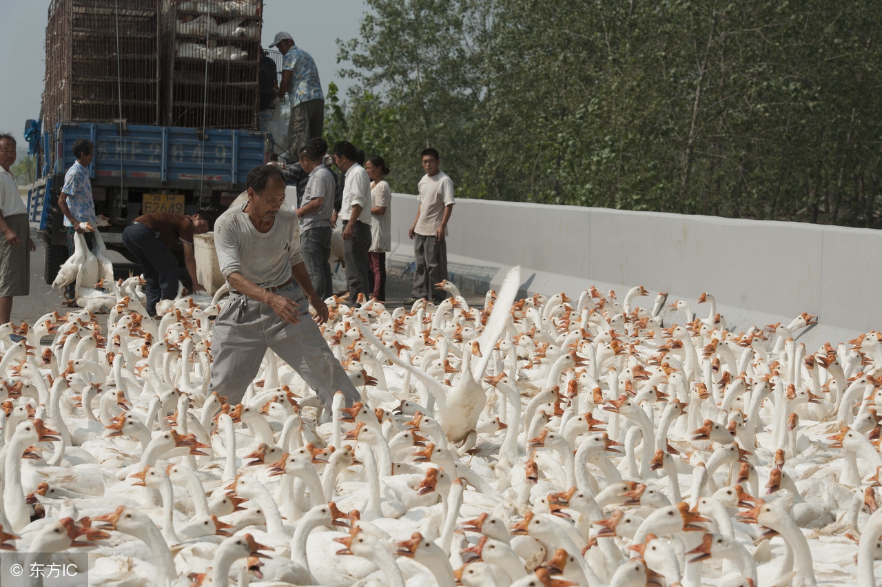 饲料行业现状与前景,饲料行业现状