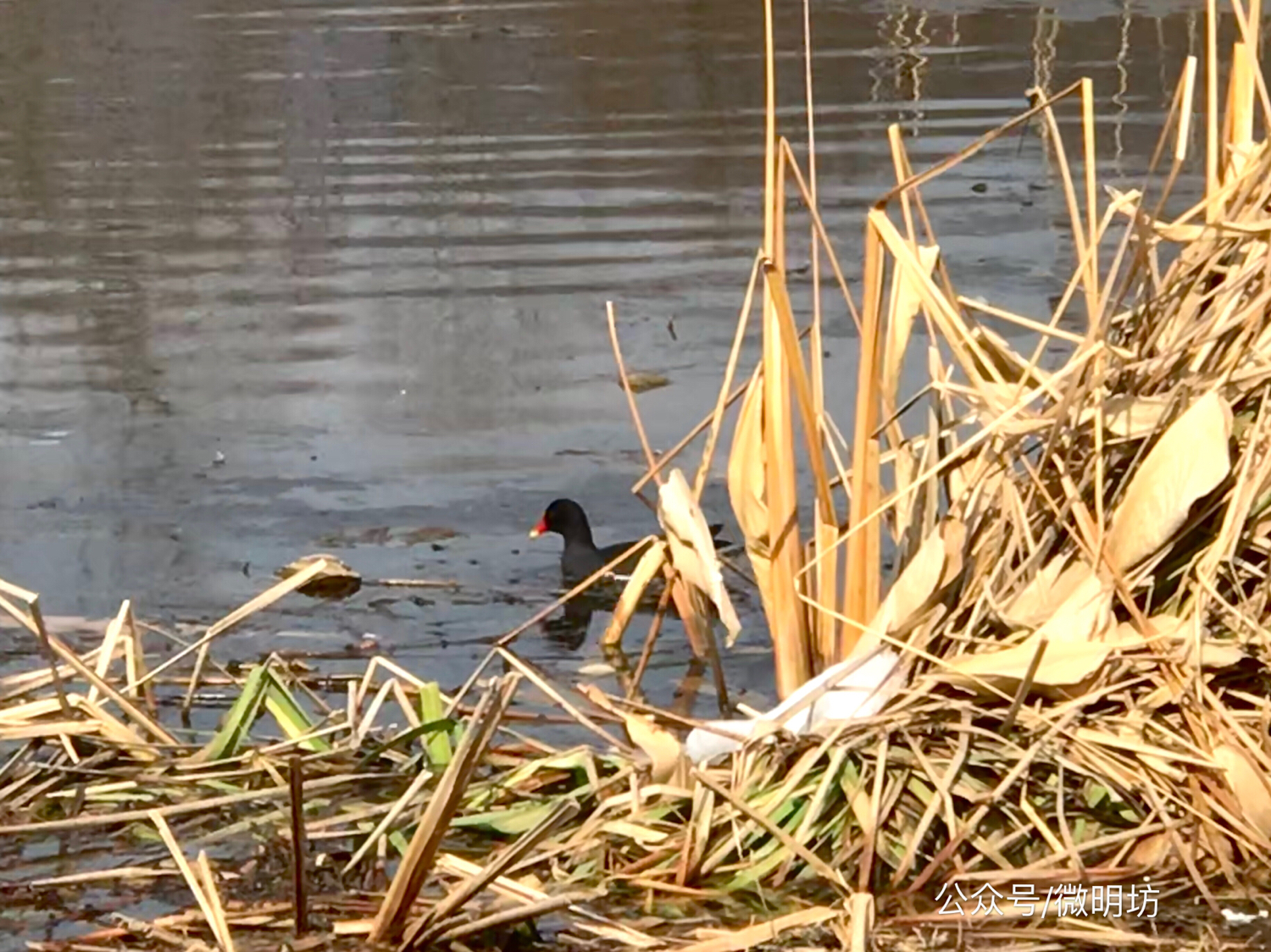 手拍世界作品集402期,手拍世界作品专集