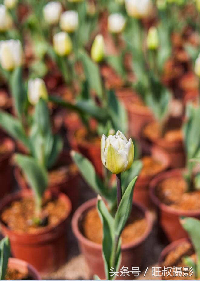 訾洲公园现在还有郁金香花吗,郁金香桂林訾洲公园