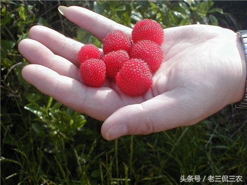 现在农村不起眼的商机有哪些,农村看起来很不起眼却很赚钱