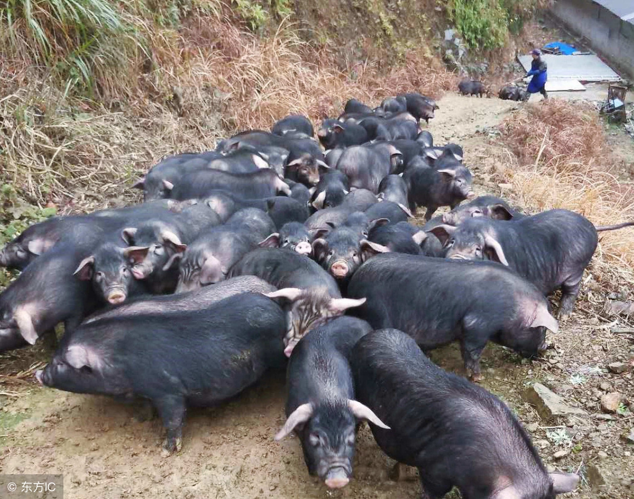 母猪养猪技巧和方法最新,养猪接产员