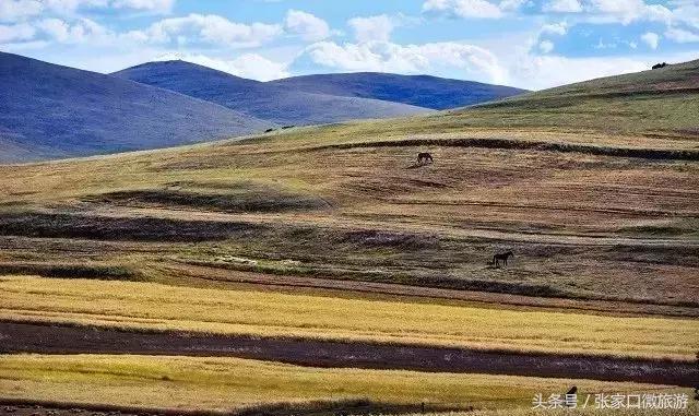 张北草原天路现在的景色,张家口张北草原天路攻略