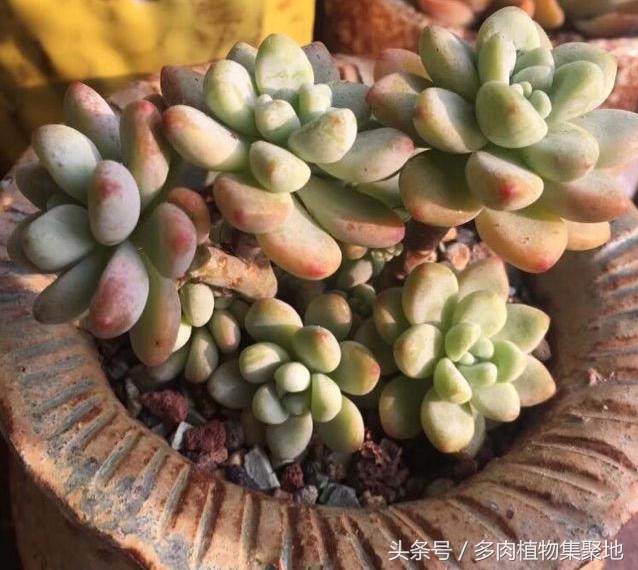 多肉植物浇水过多的后果,多肉植物浇水过多的处理措施