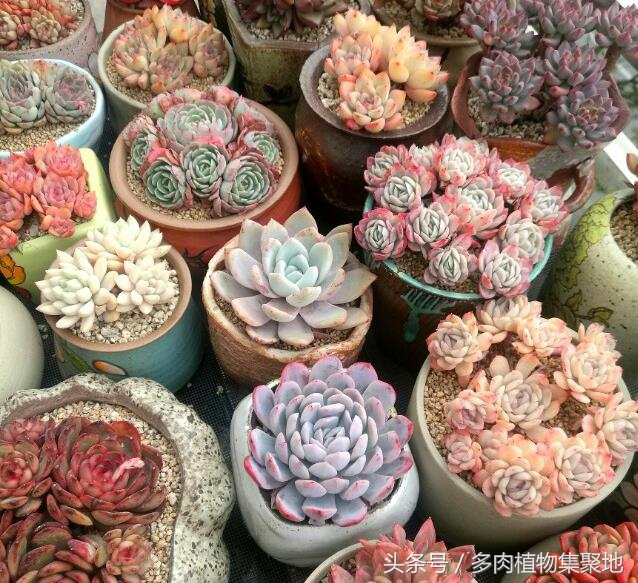 多肉植物浇水过多的后果,多肉植物浇水过多的处理措施