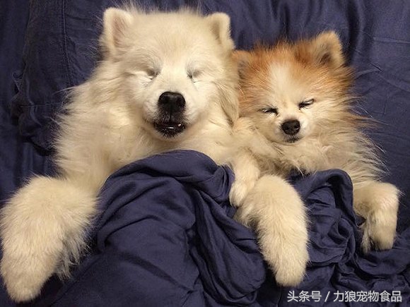 什么宠物店买狗靠谱,本地宠物店买狗靠谱吗