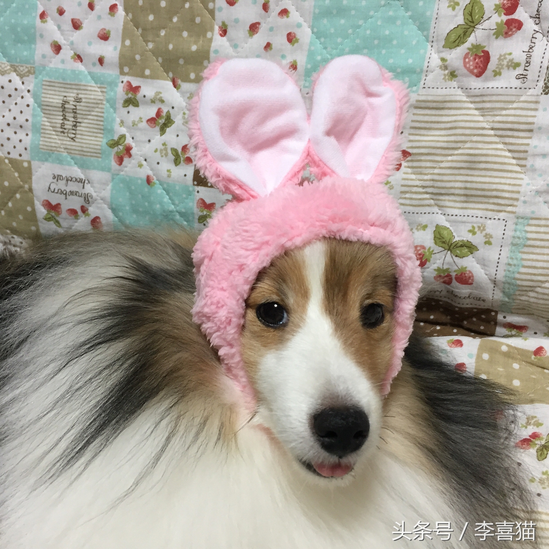 喜乐蒂牧羊犬黑色小时候,喜乐蒂牧羊犬是最聪明的狗吗