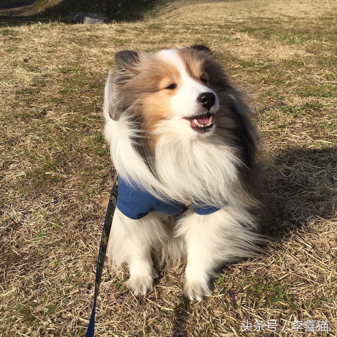 喜乐蒂牧羊犬黑色小时候,喜乐蒂牧羊犬是最聪明的狗吗