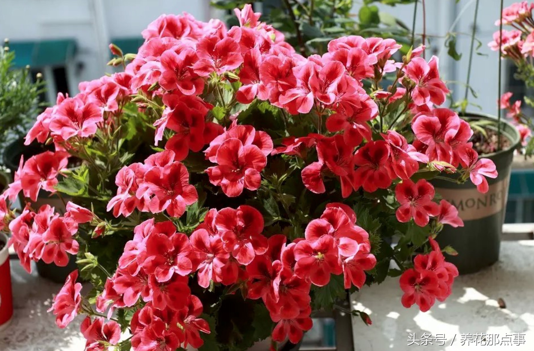 鍏ュ啲闃冲彴鑺辨捣,鍏ュ啲杩樿兘鐪嬪埌鑺辨捣