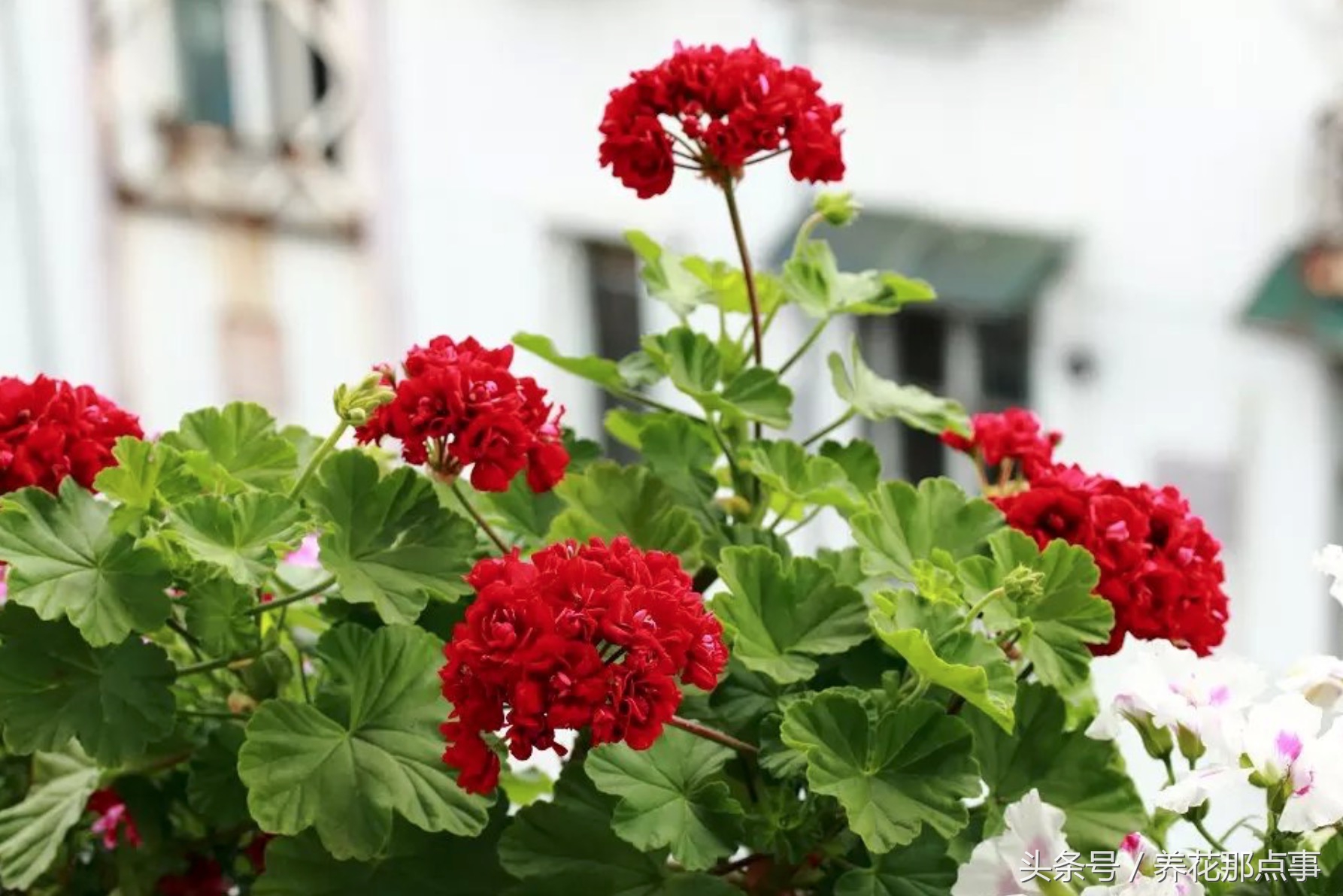 鍏ュ啲闃冲彴鑺辨捣,鍏ュ啲杩樿兘鐪嬪埌鑺辨捣