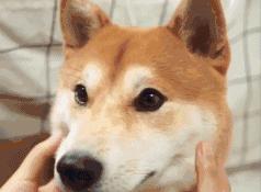 生肖什么时候开始算,生肖的更替从哪天开始算的