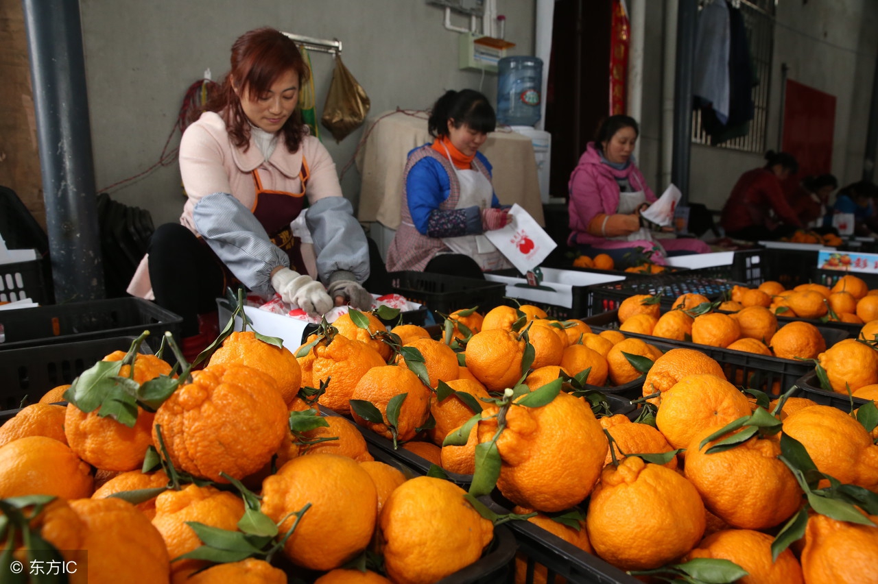 近几年来一种叫丑八怪的水果,5种很丑很奇怪的水果