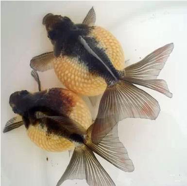 名媛金鱼百科全书~